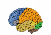 Los científicos descubren cómo los humanos desarrollan cerebros más grandes que simios