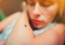 Cuatro remedios caseros para eliminar los mosquitos