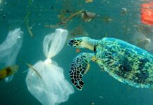 Galápagos, un tesoro natural en lucha contra los microplásticos