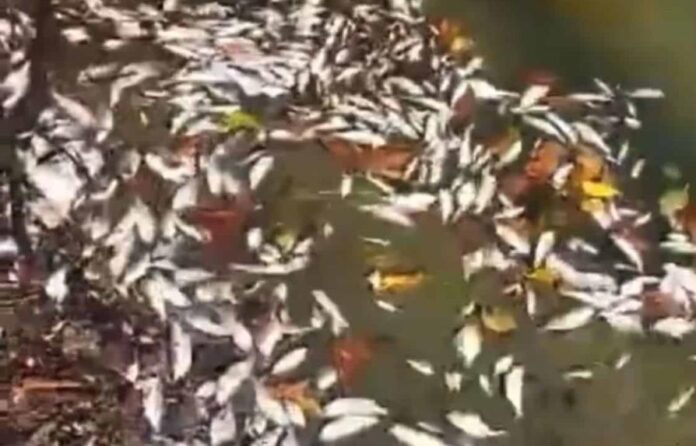 muerte-de-peces-en-rio-soco