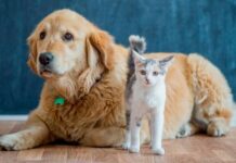 Autoridades pretenden vacunar más de un millón de perros y gatos para prevenir rabia