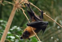 Se multiplican las zoonosis, enfermedades transmitidas por animales
