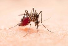 Científicos brasileños alertan sobre posible nueva epidemia de dengue en América