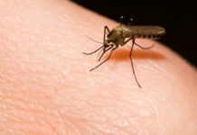 El ambiente y la especie de mosquito pueden determinarla circulación de la malaria