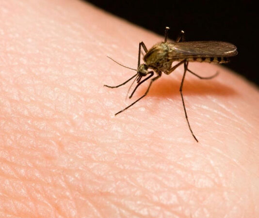 El ambiente y la especie de mosquito pueden determinarla circulación de la malaria